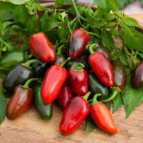 Vilmorin - Piment Jalapeño (1/2)