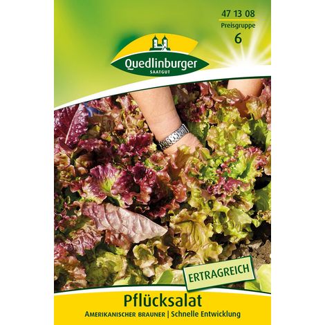 Quedlinburger Pflücksalat Amerikanischer brauner Großpackung 30 Gramm - Gemüsesamen (1/2)