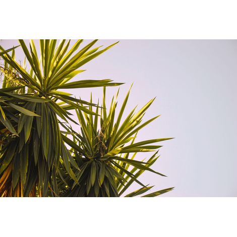 YUCCA RIGIDA POT 30 (1/3)