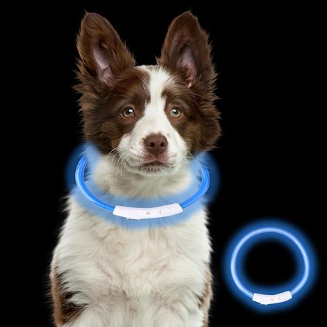 Collier Led Chien - Rechargeable Usb C - 3 Modes Clignotants - Étanche Ip65 - Ajustable Par Coupe - Pour Chiens Petit Moyen Grand - Bleu (1/5)
