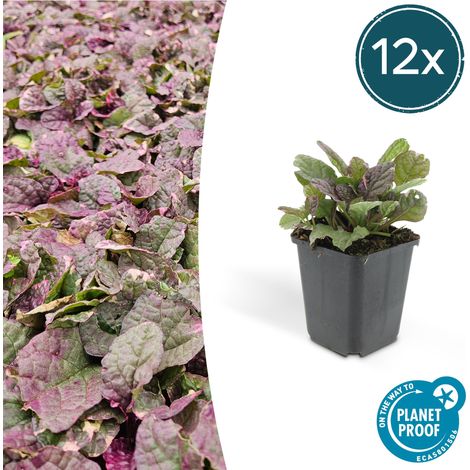 Lot de 12 Ajuga reptans 'Burgundy Glow' Bugle Rampante Couvre-sol Fleurs Bleues H10-25 cm Ø9 cm - PANGIVO (1/5)