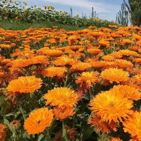Graines de calendula orange – Lot de 1000 graines sans OGM, pour jardin et culture à domicile (1/5)