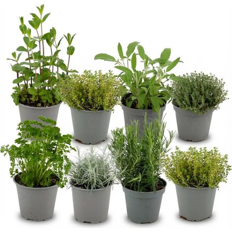 Lot de 8 Herbes Aromatiques Italiennes pour Cuisine, Basilic, Origan, Thym et Romarin, Ø 12 cm - PANGIVO