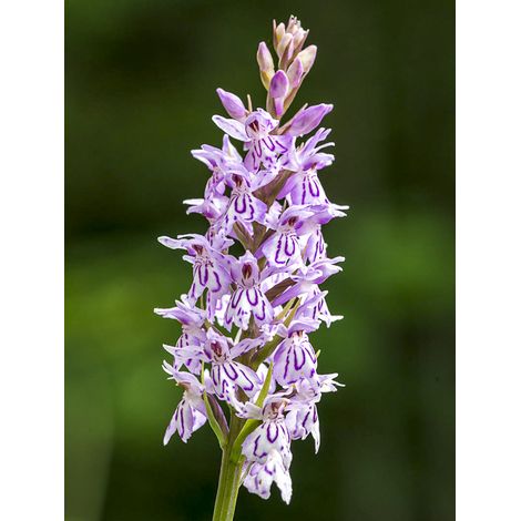 Orchis fuchsii Godet de 8/9 cm