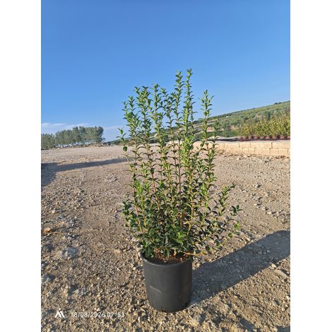 OSMANTHUS X BURKWOODII CESP.24
