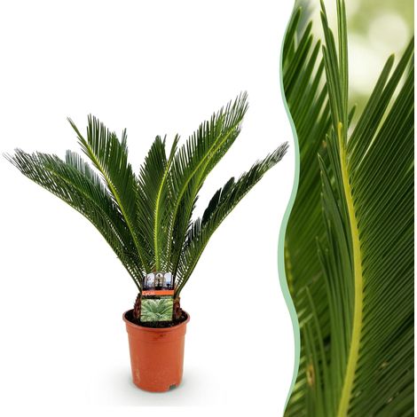 Cycas Revoluta - Plante d'Intérieur Palmier Sago - Entretien Facile - Vert - Pot 17 cm - 55-65 cm - PANGIVO (1/5)