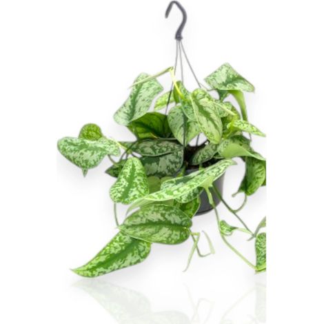 Gardenaria Scindapsus pictus 'Trebie' - Pianta da interno ornamentale - Altezza: 30 cm (vaso 15) (1/4)
