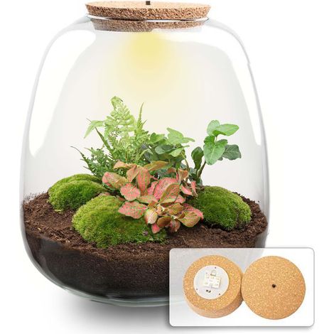 Terrarium de Plantes Kit DIY Écosystème Fermé avec Bouchon LED Ø 23 x 25 cm - PANGIVO