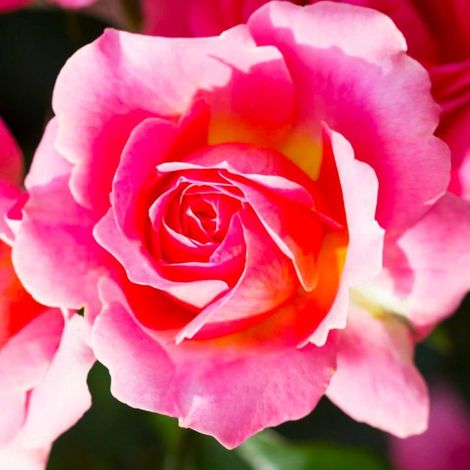 Rosier 'Astrée' (1/2)