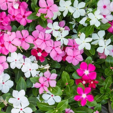 1 PIANTA DI CATHARANTHUS IN VASO DA 14CM COLORI ASSORTITI, PIANTE DA ESTERNO, PIANTE DA BALCONE (1/2)