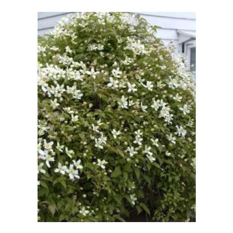 Clématite des montagnes 'Wilsonii' Pot de 2L/3L