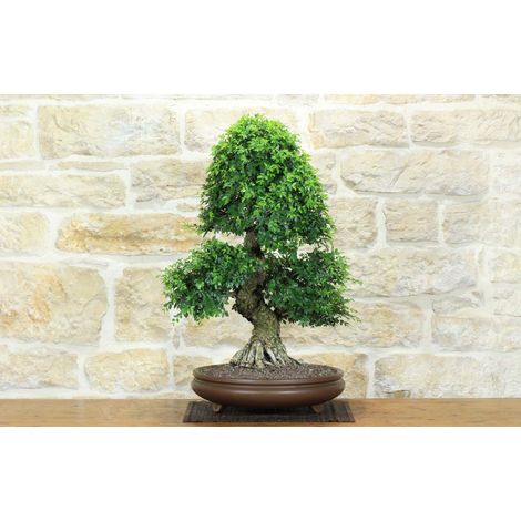 Bonsai di Zelkova Parvifolia (13). (1/5)