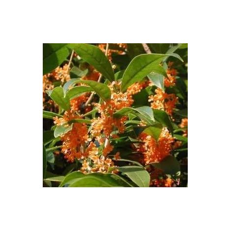 Gardenaria Osmanthus fragrans - Arbusto ornamentale da giardino - Altezza: 50/70 cm (vaso19) (1/3)