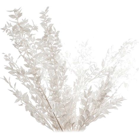 Fleurs de ruscus séchées et stabilisées de 45 cm pour décoration intérieure à faire soi-même. (1/5)