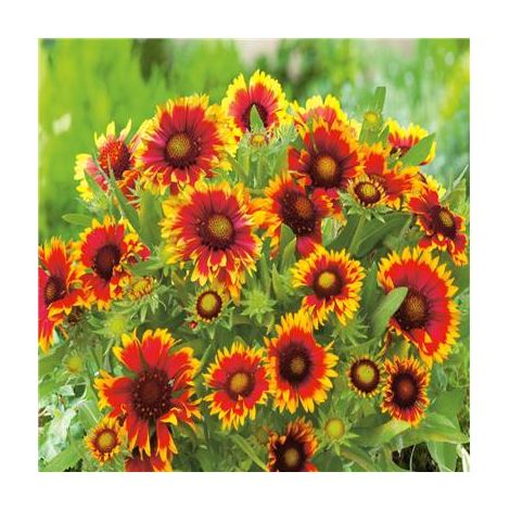 Plante vivace GAILLARDE ROYALE – Lot de 3 godets – Fleurs rouges pointées or – Très florifère – Exposition ensoleillée – Fabre Graines
