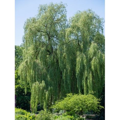 Saule pleureur 'Tristis' Pot de 12L/15L, Baliveau