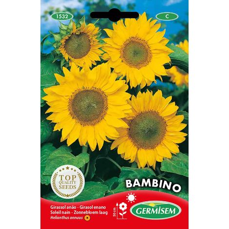 Graines Soleil nain BAMBINO