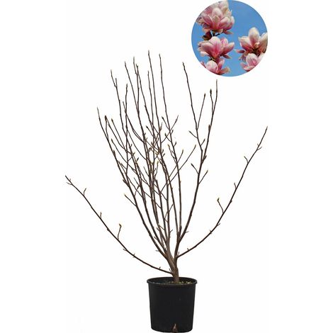 Magnolia × Soulangeana - Magnolia da Fiore - Pianta Vera da Esterno da Terrazzo - Albero da Giardino - H 100-125 cm Vaso Ø 30 cm