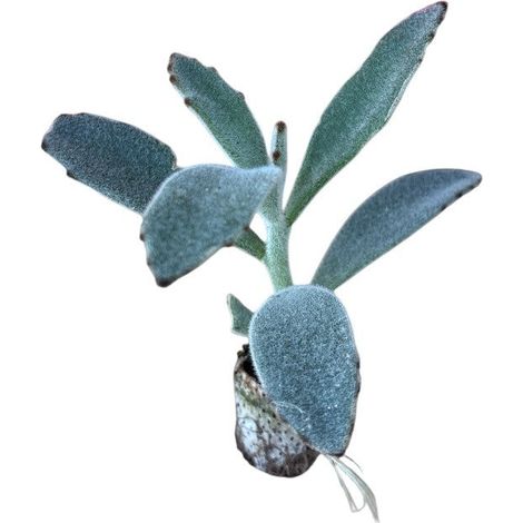 10 pezzi di piante grasse Tomentosa - Kalanchoe Hybrida IN VASO 10