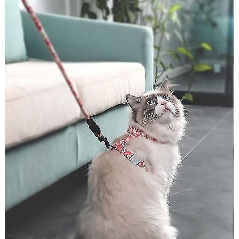 Harnais et laisse pour chat, réglables, pour la sécurité des promenades de votre chaton (noir, L) (1/3)