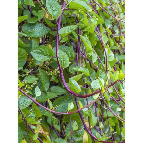 Épinard de Malabar le sachet de 50 graines (1,5g)