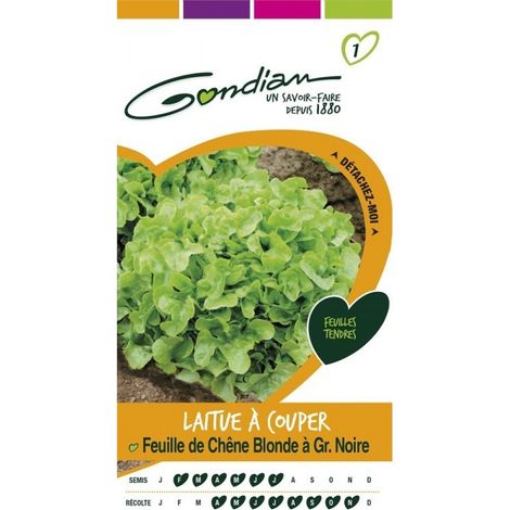 Gondian - Laitue à Couper Feuille de Chêne Blonde à Graine Noire