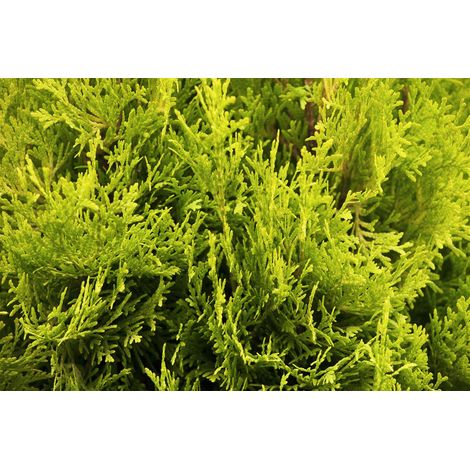 Lebensbaum 'Jantar' Thuja occidentalis 'Jantar' 5L 60- 80 (1/3)