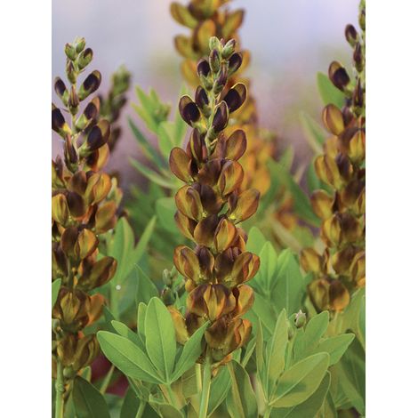 Podalyre 'Brownie Points' Pot de 1L/1,5L
