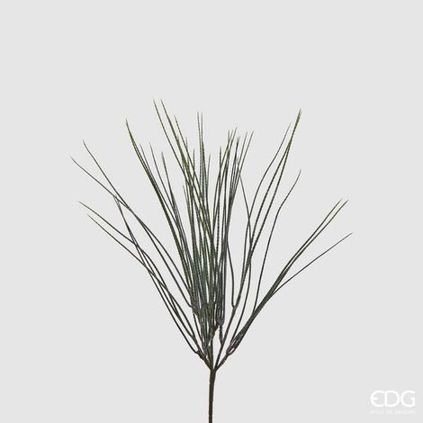 EDG Enzo De Gasperi Ginestra Cespuglio H 46 Cm Colore Verde