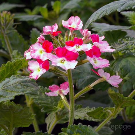 Pépinières Naudet – Lot de 3 verveines 'Pink Parfait' – Plante vivace parfumée – Floraison rose et rouge – Exposition ensoleillée à mi-ombre