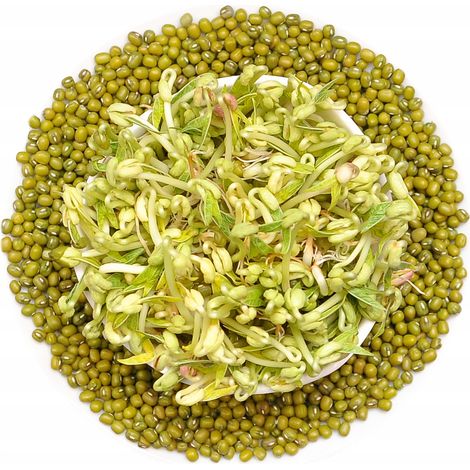 Germinador de semillas de frijol mungo 500 g (1/3)