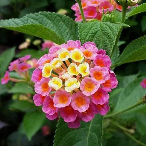 Lantana camara 3 cuttings pink yellow