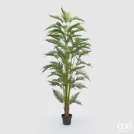 EDG Pianta Palma Areca Con Vaso H 200 Cm