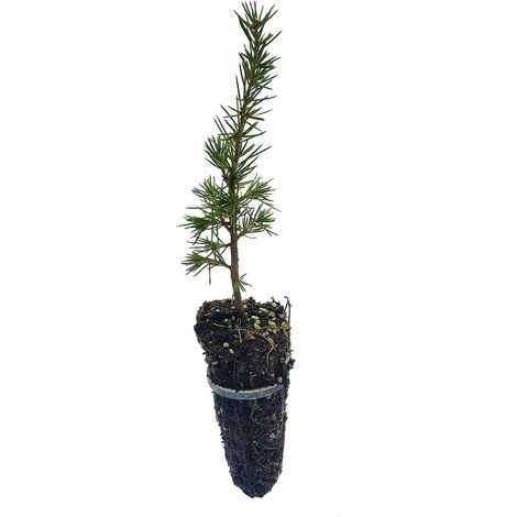 Cedrus libani - cedro del Libano - alveolo forestale