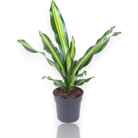 Gardenaria Dracaena fragrans 'Burley' - Pianta da interno ornamentale - Altezza: 70 cm (vaso 21) (1/5)