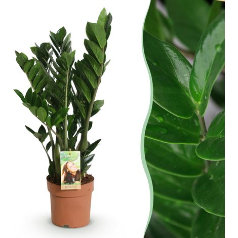 Zamioculcas Plante ZZ d'Intérieur Facile d'Entretien Vert Pot Ø 17 cm Hauteur 65-75 cm - PANGIVO (1/5)