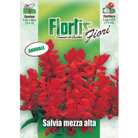 Salvia - Pianta annuale ornamentale fiori rosso scarlatto altezza 40-50 cm