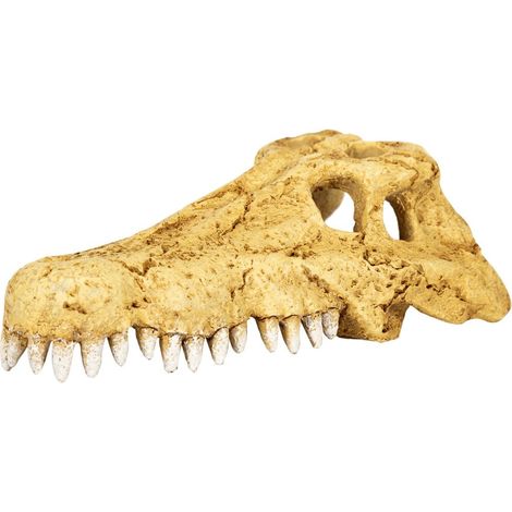 Teschio di coccodrillo Repti-Zoo S - teschio di coccodrillo (1/5)