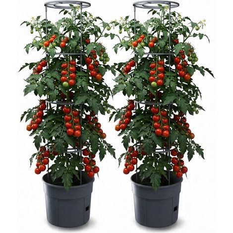 2er Set Anzuchttopf Tomatentopf Rankhilfe für Tomate Gemüse Kunststoff 29,5cm (1/5)