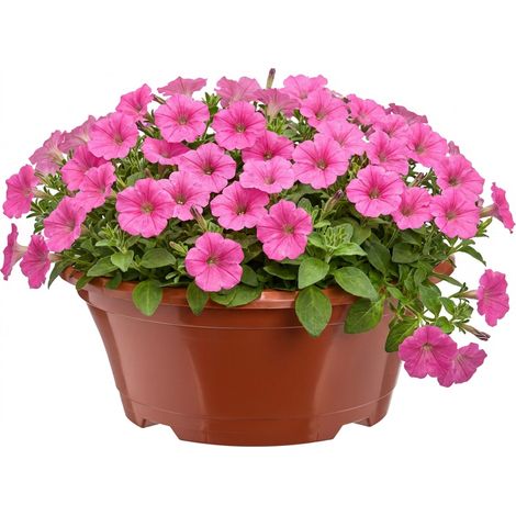 Garronda Pot de Fleur Rond Plastique Ø 22,5 x 9 cm (2 L) Godet Semis Pot Culture Chrysanthèmes avec Drainage pour Plantes à Racines et Bulbes Jardin Intérieur Extérieur GD-0207 Terracotta