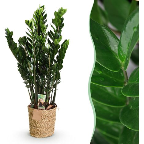 Zamioculcas Plante ZZ d'Intérieur avec Panier - Plante Verte Facile d'Entretien - Pot 21cm 80-90cm - PANGIVO (1/5)