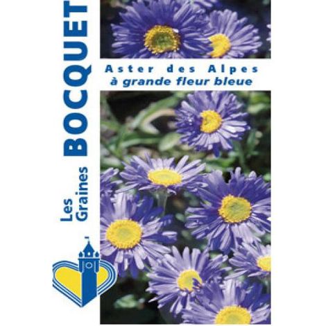 Aster des Alpes 'Grande fleur bleue' Pot de 2L/3L (1/2)