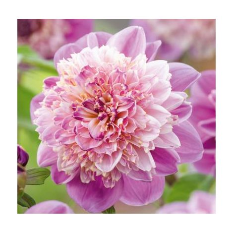DAHLIA TAKE OFF - 2 BULBES