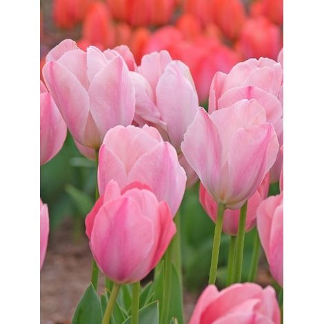 Tulipe Darwin 'Mystic Van Eijk' Bulbe calibre 12+ (par 10) (1/2)