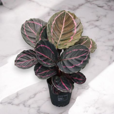 Gardenaria Calathea roseopicta 'Dottie' - Pianta da interno ornamentale - Altezza: 35 cm (vaso 12) (1/5)