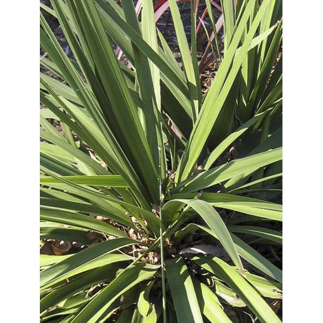 Cordyline 'Ti Tawhiti' Pot de 3L/4L (1/2)