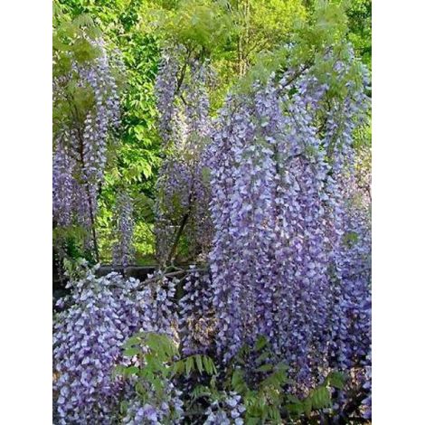 Glycine japonaise 'Macrobotrys' Godet de 8/9 cm
