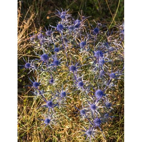Panicaut 'Lapis Blue' Godet de 8/9 cm (1/2)