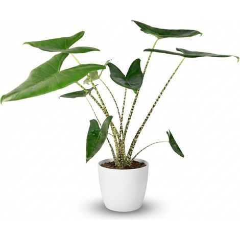 Alocasia Zebrina Plante d'Intérieur Oreille d'Éléphant Tiges Zébrées avec Cache-Pot Blanc 70-75 cm - PANGIVO (1/4)