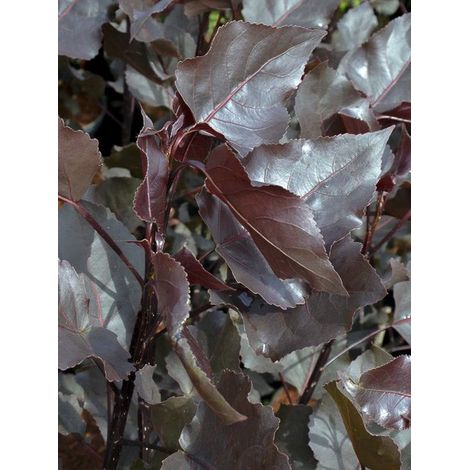 Peuplier 'Purple Tower' Pot de 7,5L/10L (1/3)